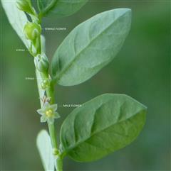 Phyllanthus fraternus
